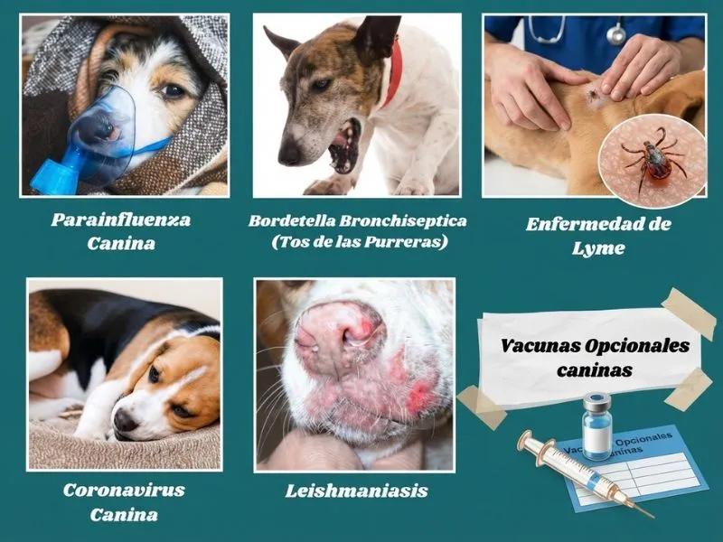 (01) Guía eficaz : Vacunación en Perros y Cachorros 🐶💉 3 Vacunas opcionales en perros