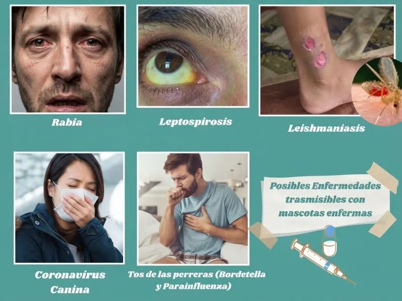 (01) Guía eficaz : Vacunación en Perros y Cachorros 🐶💉 4 enfermedades zoonoticas atraves del perro
