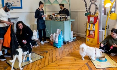 Tendencia en auge: Emprender en repostería y snacks para mascotas conquista corazones y colitas 14