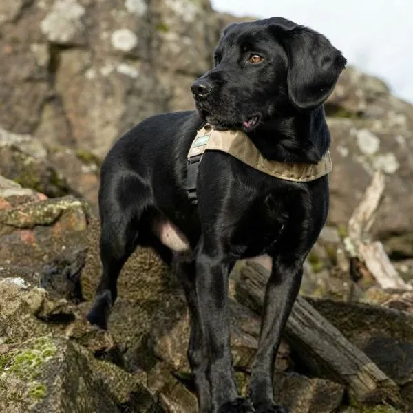 Sadie Labrador Retriever valentía en detectar explosivos