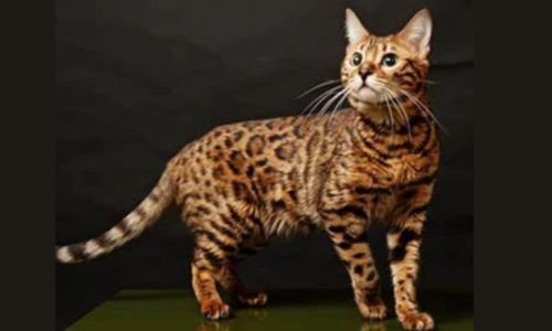 Vitaminas en Gatos: Eficaz para una Vida Saludable 7 Vitaminas en Gatos y vitamina C