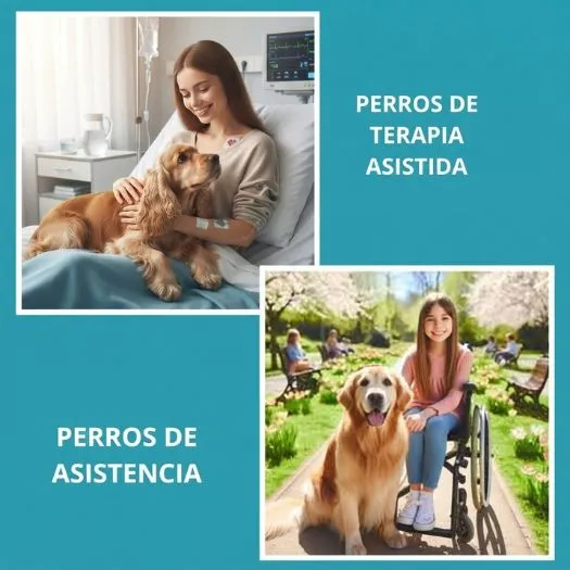 (08) Genial "8 Funciones esenciales de los Perros" 6 Perros de Asistencia y Terapia.