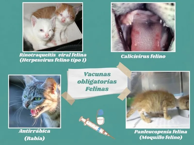 (02) Guía Completa y Eficaz sobre la Vacunación en Gatos y Gatitos. 2 vacunación en gatos obligatorias
