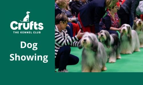 Cruft's Dog Show, El fascinante Evento Mundial Canino (Parte 2) 3 Cruft's Dog Show, Dog showing
