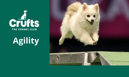 Cruft's Dog Show, El fascinante Evento Mundial Canino (Parte 2) 4 Cruft's Dog Show, Agility