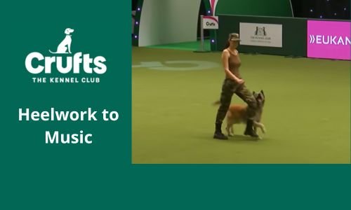 Cruft's Dog Show, El fascinante Evento Mundial Canino (Parte 2) 6 Cruft's Dog Show, Heelwork to music