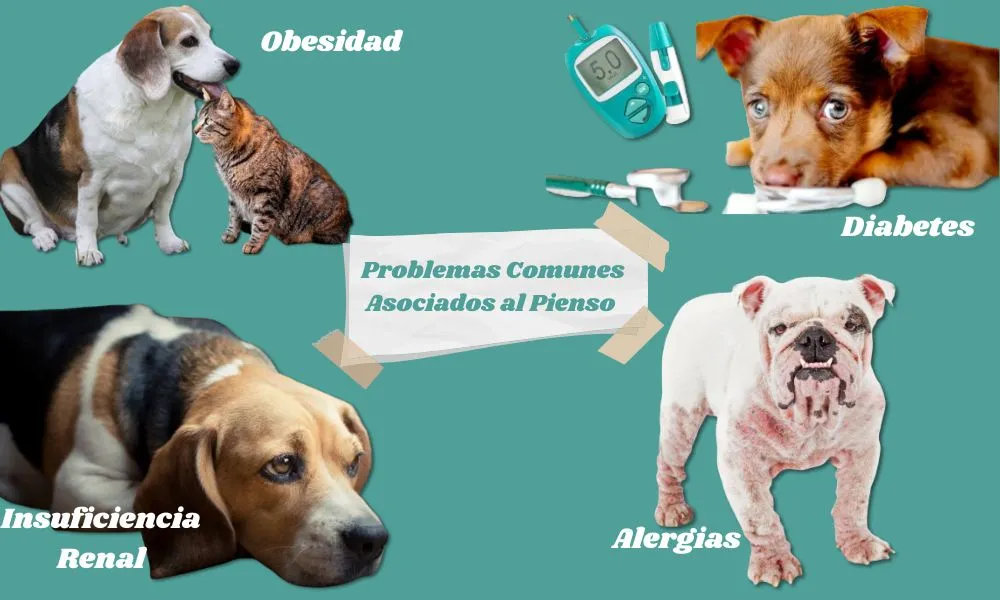 (12) Alimento para Perros y Gatos: Mitos Populares y el Futuro de la Industrial (Parte3) 2 problemas de origen alimentario