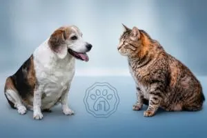 (09) Costos sobre la Dieta Cocinada para Mascotas - Salud, opiniones de los expertos (Parte 3) 4