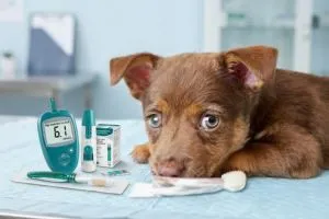 (09) Costos sobre la Dieta Cocinada para Mascotas - Salud, opiniones de los expertos (Parte 3) 5