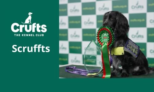 Cruft's Dog Show, El fascinante Evento Mundial Canino (Parte 2) 12
