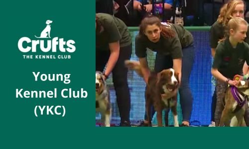 Cruft's Dog Show, El fascinante Evento Mundial Canino (Parte 2) 11 Cruft's Dog Show, Young Kennel Club (ykc)