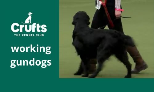 Cruft's Dog Show, El fascinante Evento Mundial Canino (Parte 2) 10 Cruft's Dog Show, Working gundogs