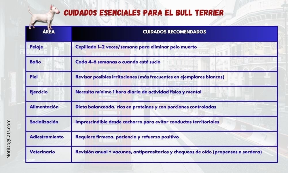 (15) Bull Terrier: Intenso El reflejo del humano que lo guía 8 Bull Terrier cuidados esenciales