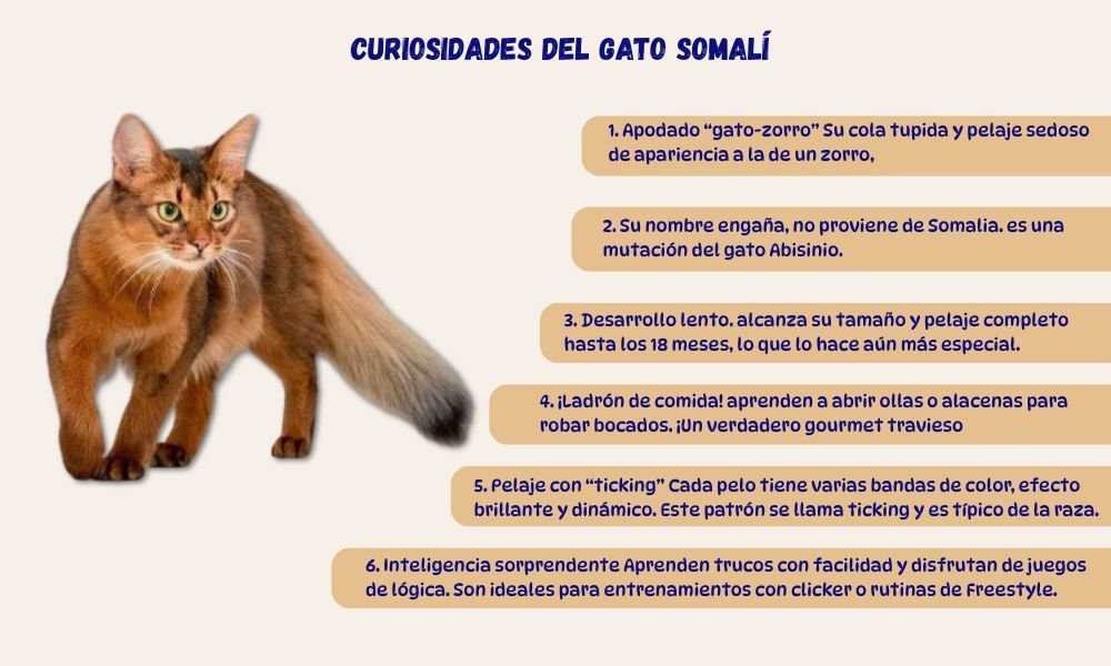 (13) El Gato Somalí * Una raza Fascinante 14 Curiosidades del gato somali