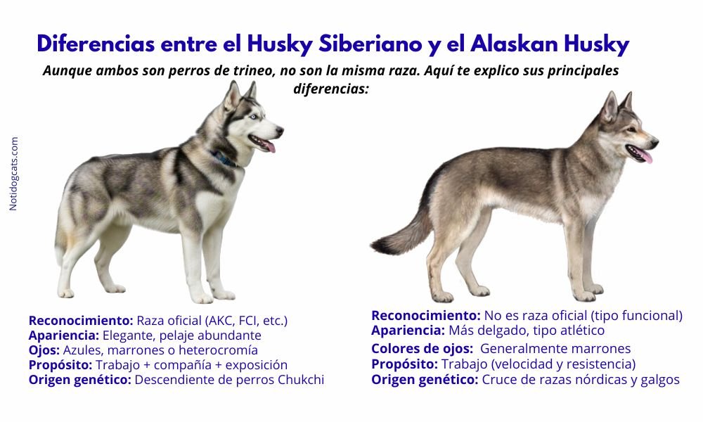 (14) Husky Siberiano: Todo lo que Debes Saber sobre Esta Fascinante Raza 4 Husky Siberiano y alaskan husky
