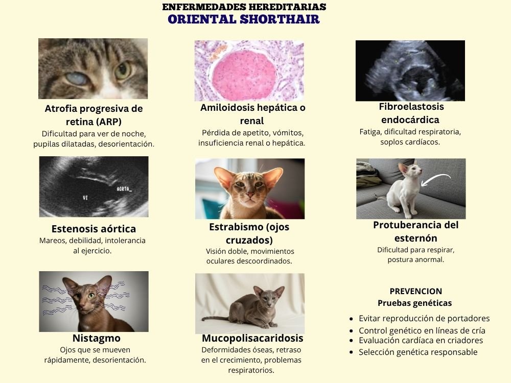 (10) El Oriental Shorthair: Cautivador personalidad y color en un solo gato 11 Gato Oriental Shorthair infografía enfermedades HEREDITARIAS