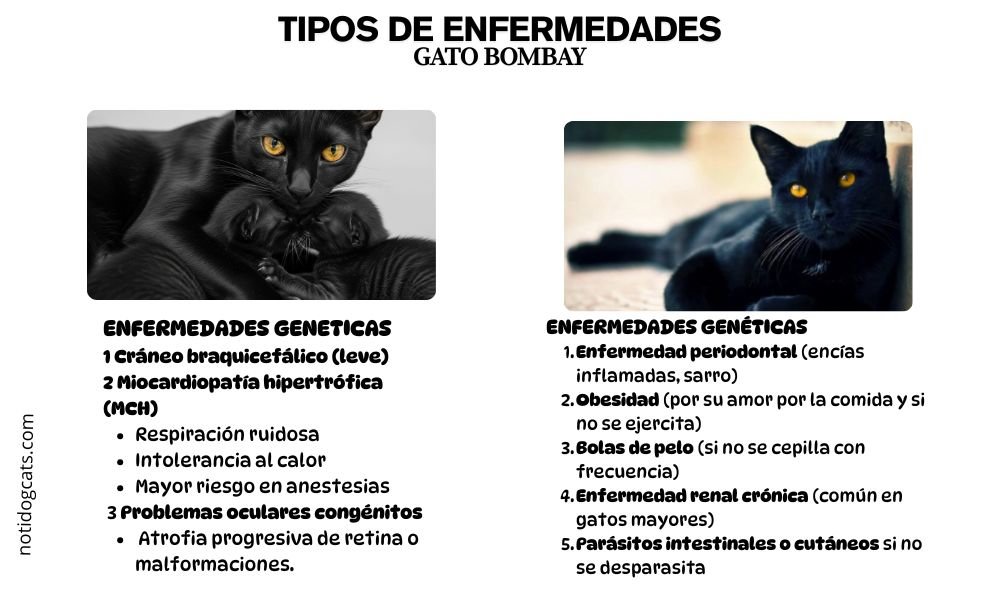 El Gato Bombay enfermedades
