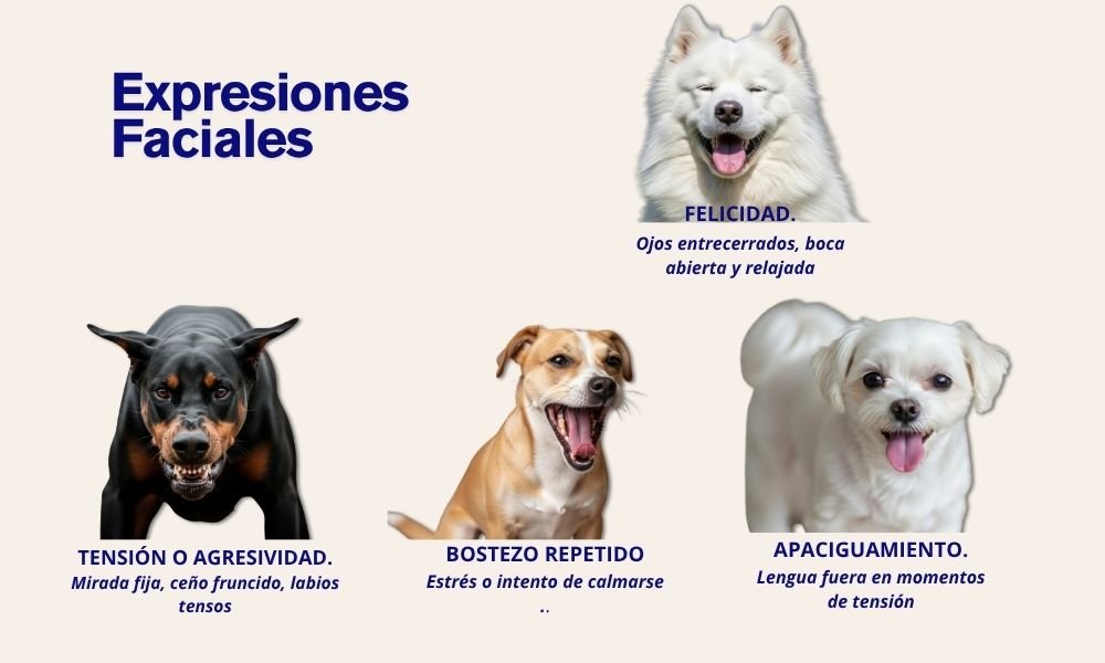 Fenomenal “Comunicación y lenguaje corporal en perros y gatos” 4 Comunicación y lenguaje corporal en perros y gatos