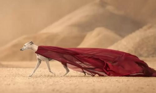 (15) Fotografía con Mascotas Fenomenal Concurso de Captación 9 fotografía con mascotas 1er lugar categoría action