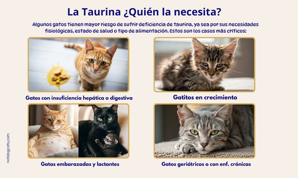 (12) Taurina en Gatos ¿ Esencial para su Bienestar? 7 Taurina en Gatos en etapas del desarrollo