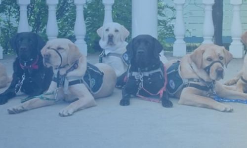 Clubes de Entrenamiento Internacional para "Perros de Trabajo y Servicio" 8