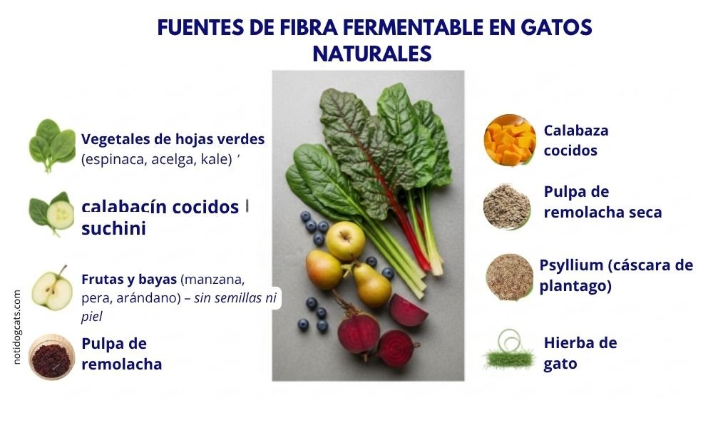 (14) Esencial Fibra Fermentable en Gatos: FOS y MOS para una Mejor Salud Digestiva 5 fuentes de fibra fermentables en gatos