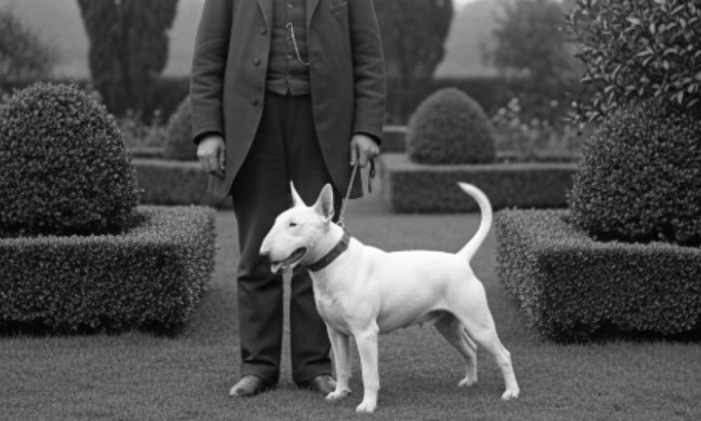 (15) Bull Terrier: Intenso El reflejo del humano que lo guía 2 Bull Terrier 1835