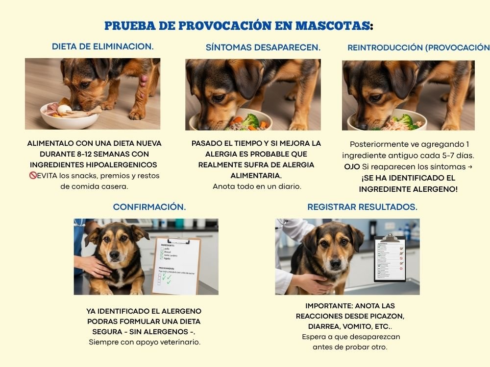 Alergias Alimentarias en Mascotas: Diagnóstico Eficaz Pruebas y Dietas Recomendadas 2 alergias alimentarias