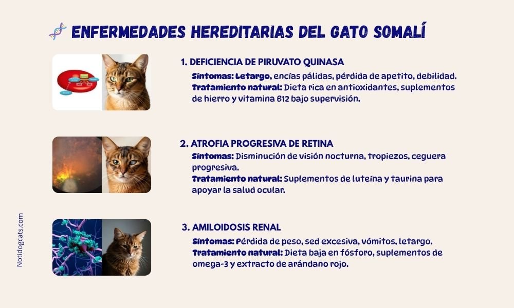(13) El Gato Somalí * Una raza Fascinante 10 Gato somali enfermedades congenitas