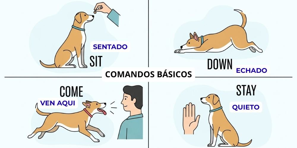 Obediencia Básica canina comandos basicos