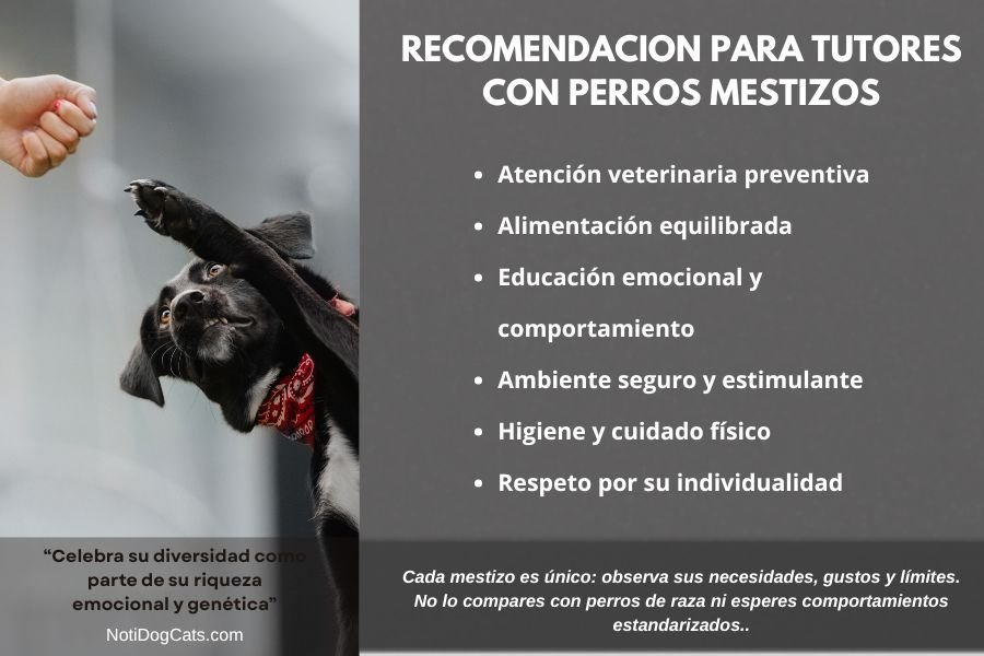 (25) El Perro Mestizo: Una Brillante Evolución, Diversidad y Vínculo Humano 8 recomendaciones a tutores con perros mestizos