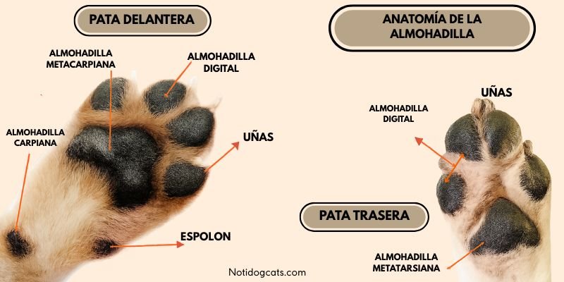 Anatomía de almohadillas de los perros