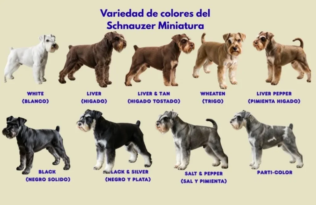(36) Schnauzer Miniatura reconocido como guardián y compañero familiar 4 colores Schnauzer Miniatura