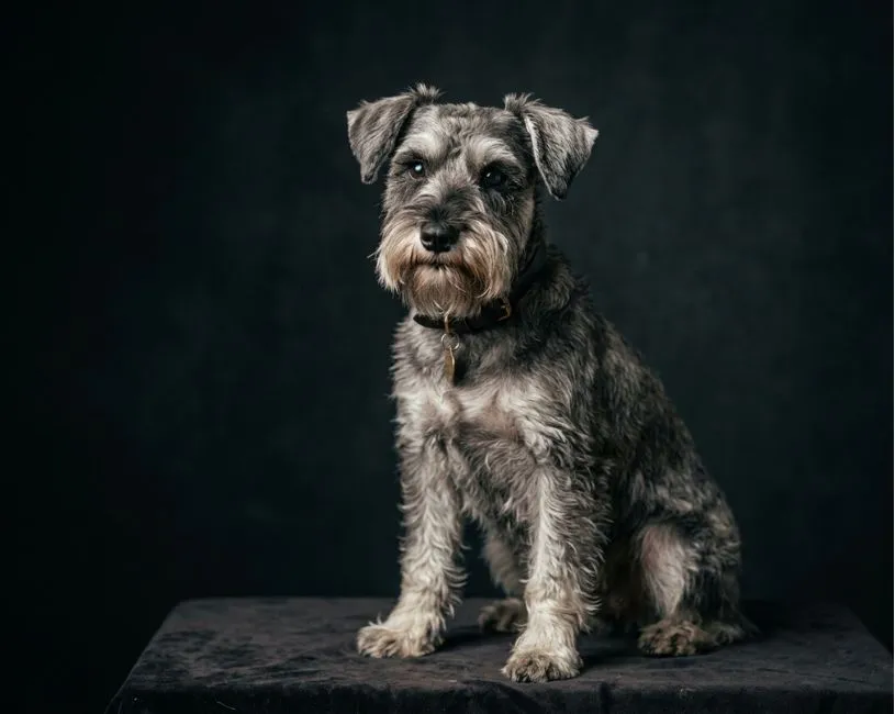 (36) Schnauzer Miniatura reconocido como guardián y compañero familiar 3 Schnauzer Miniatura fotografia