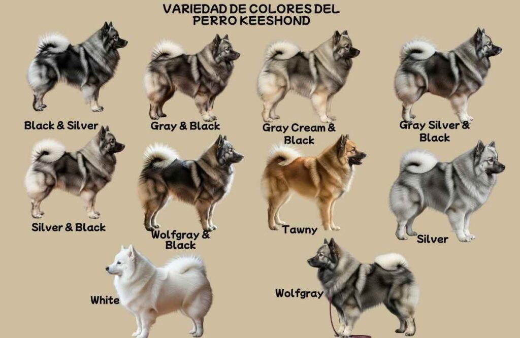 (41) El Perro Keeshond. Todo Sobre esta Fenomenal raza 3