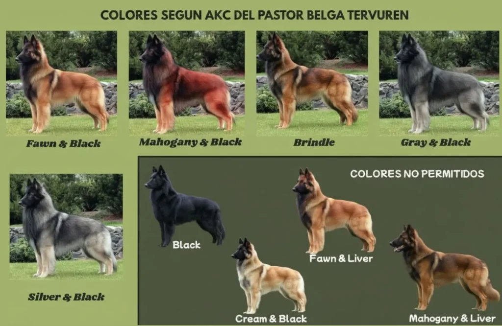 colores segun AKC Pastor Belga Tervueren