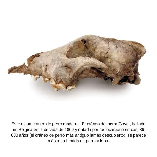 cráneo de perro Goyet