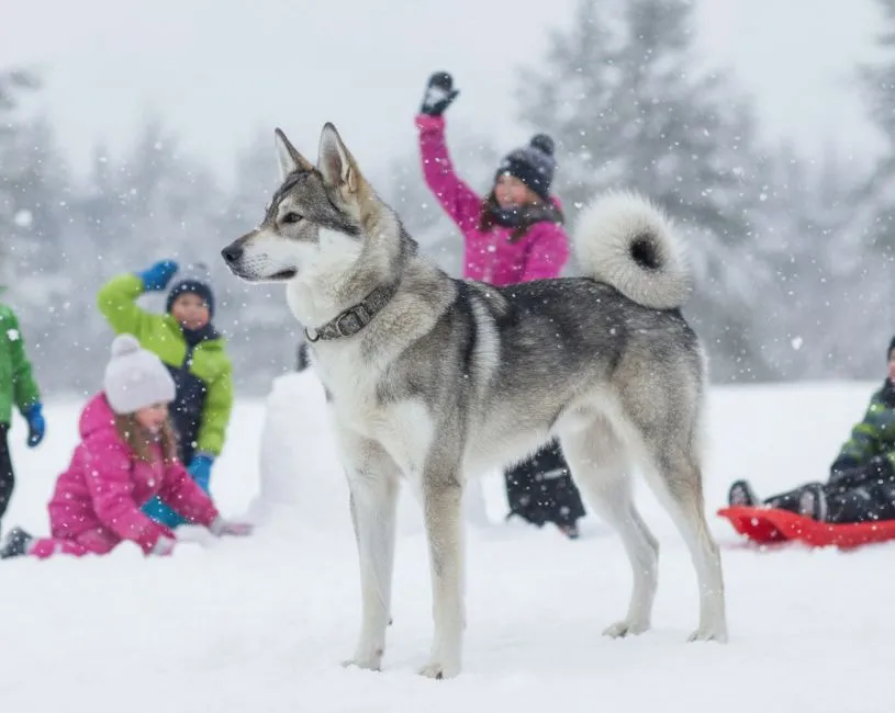 Laika Siberiana Occidental en familia