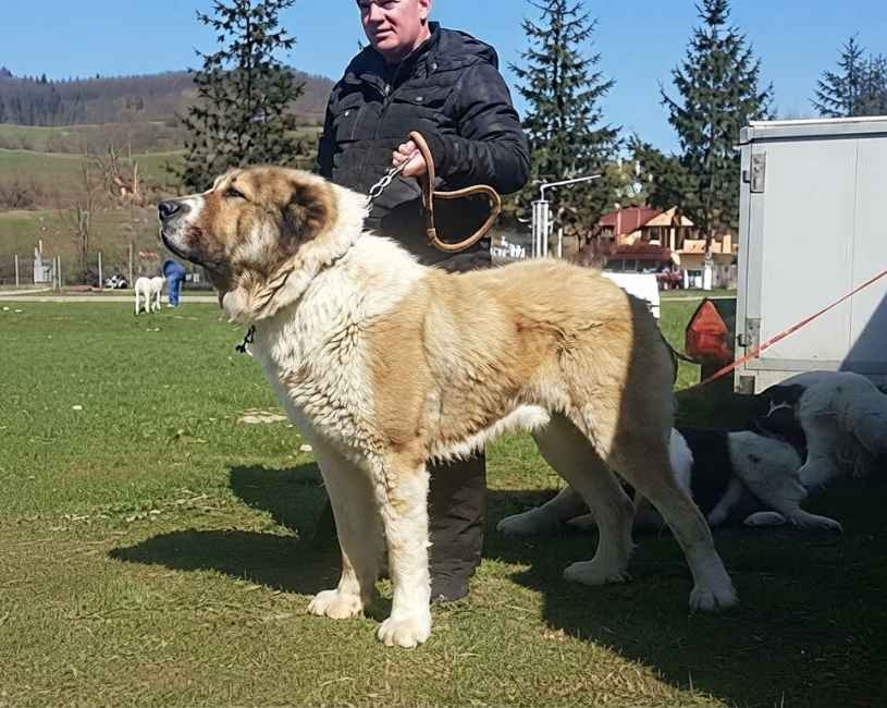 (52) Pastor de Asia Central (Ovcharka de Asia Central). Todo sobre este espectacular perro. 2 Pastor de Asia Central