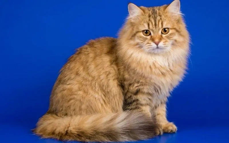 (57) Todo sobre el Gato RagaMuffin: Características, carácter y cuidados básicos 2 El Gato RagaMuffin