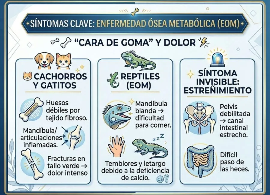 (56) Hiperparatiroidismo nutricional secundario – Dietas caseras sin suficiente calcio/fósforo 3