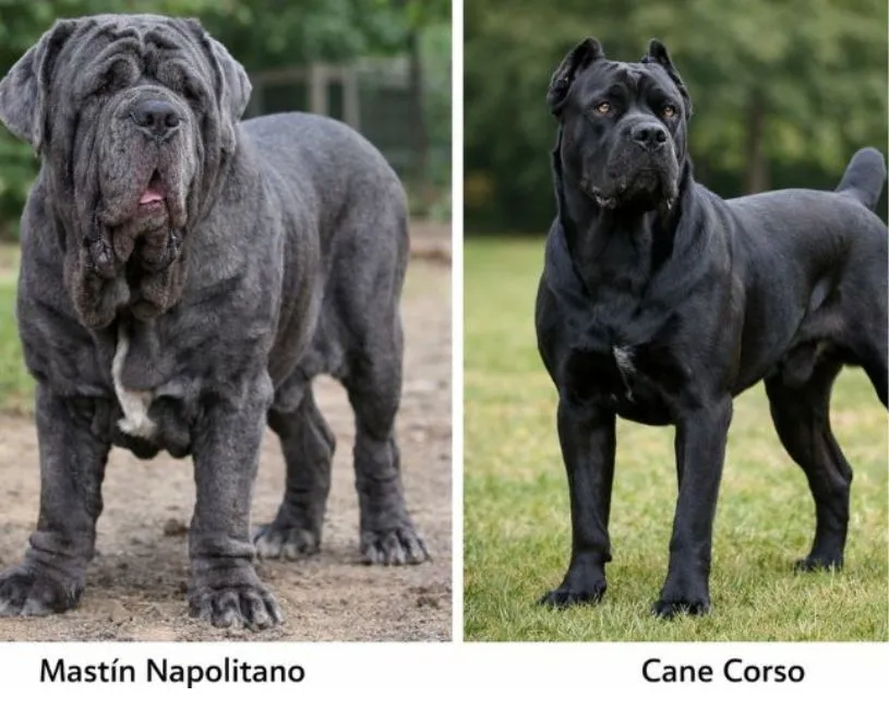 Mastín Italiano (Cane corso) y mastin napolitano