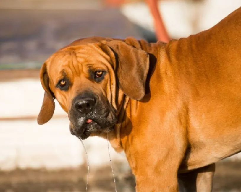 (62) El Perro Boerboel. El único Mastín protector con agilidad 13 Perro Boerboel