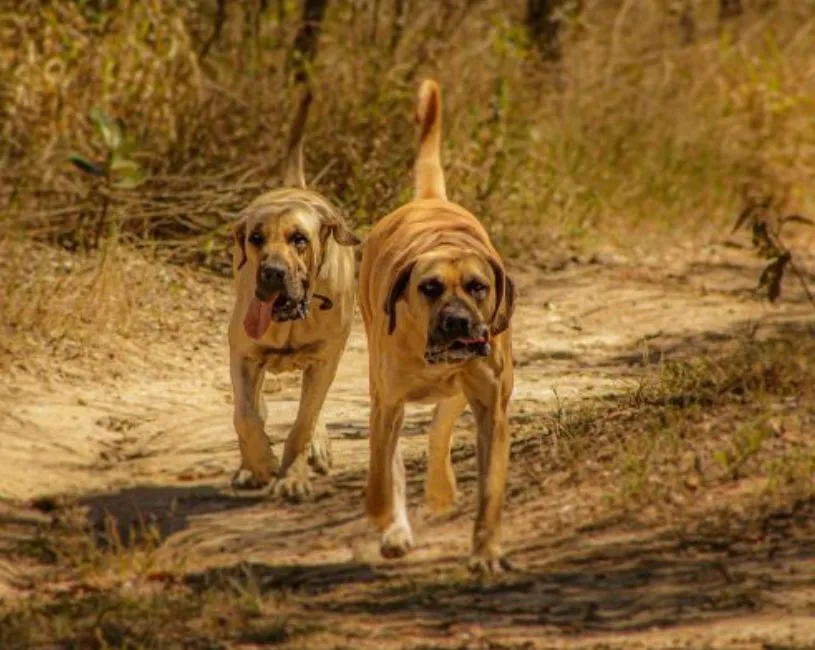 (62) El Perro Boerboel. El único Mastín protector con agilidad 8 Perro Boerboel