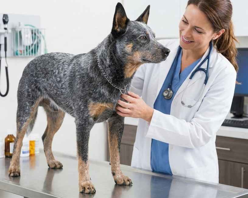 (63) El Boyero Australiano, todo de este “El Guardián Incansable del Trabajo y la Lealtad” 11 El Boyero Australiano y la revisión veterinaria