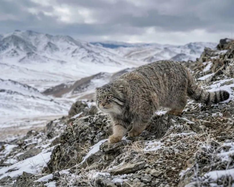 Gato de Pallas (Manul)