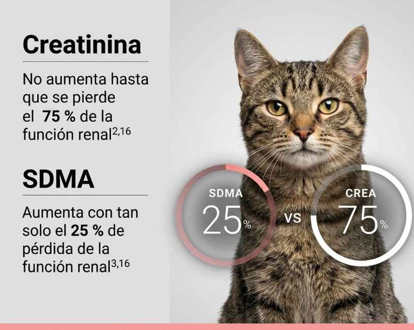 (74) Insuficiencia Renal Crónica en Gatos: El Futuro del Diagnóstico Temprano y la Regeneración Renal 2 Diagnóstico para IRC en gatos con SDMA