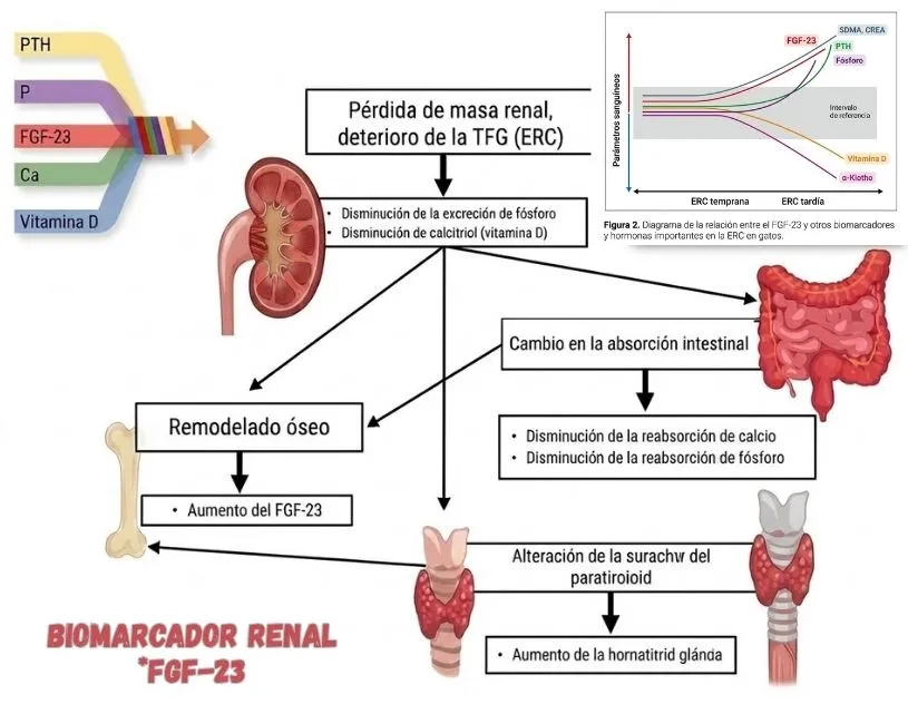 (74) Insuficiencia Renal Crónica en Gatos: El Futuro del Diagnóstico Temprano y la Regeneración Renal 4 Diagnóstico para IRC en gatos con biomarcador renal FGF-23