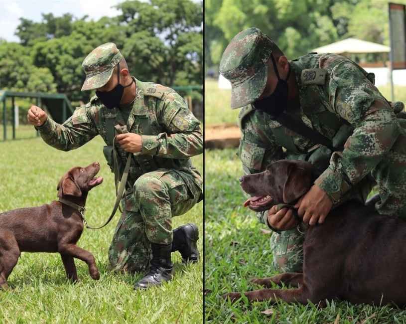 (73) K9 del Ejército Colombiano: los héroes de cuatro patas que salvan vidas (2020–2026) 3 K9 del Ejército Colombiano