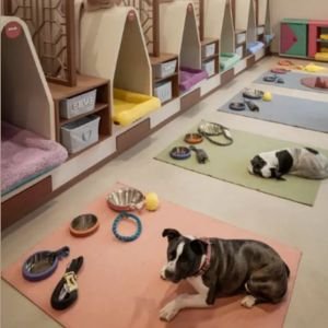 Fenomenal 9 “Negocios Pet-Friendly” para emprender 6